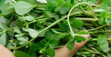 132491790 1147351012409628 7953074878661604605 n