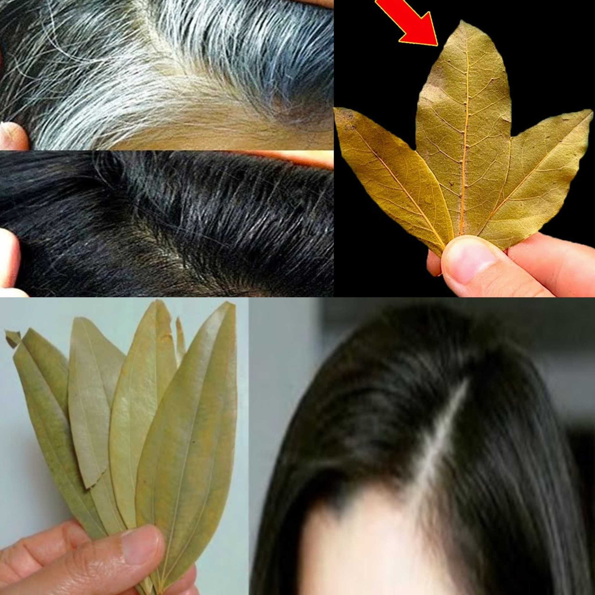 476970547 122193767126148206 2219779558450281700 n