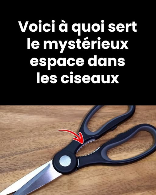 496061746 122172241130480977 8341028693019739727 n