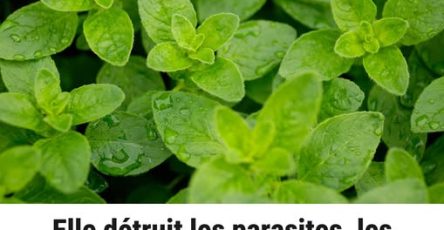 515508264 1148939290415350 7717840943922048789 n