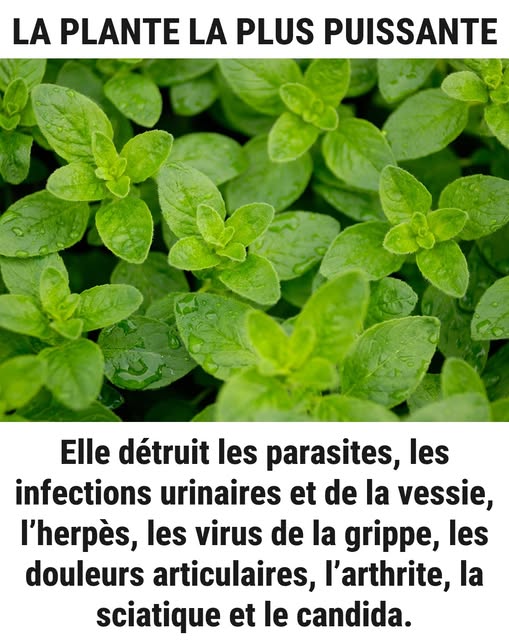 515508264 1148939290415350 7717840943922048789 n