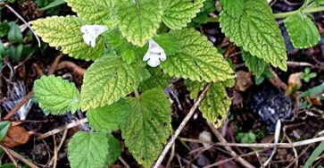 625846464 1312202010940244 6124130359009458665 n