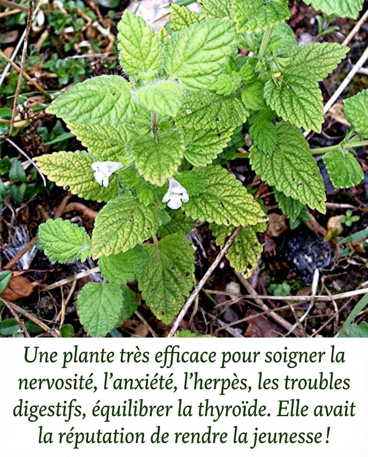 625846464 1312202010940244 6124130359009458665 n