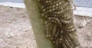 643484158 874475735412005 5025402826925099466 n