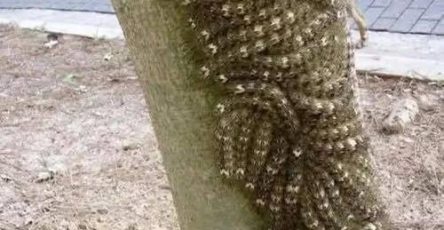 643484158 874475735412005 5025402826925099466 n