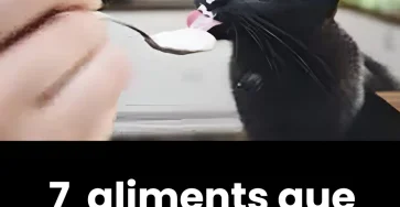 7 aliments que vous ne devez pas donner a votre chat.jpg 1
