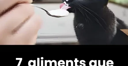 7 aliments que vous ne devez pas donner a votre chat.jpg 1