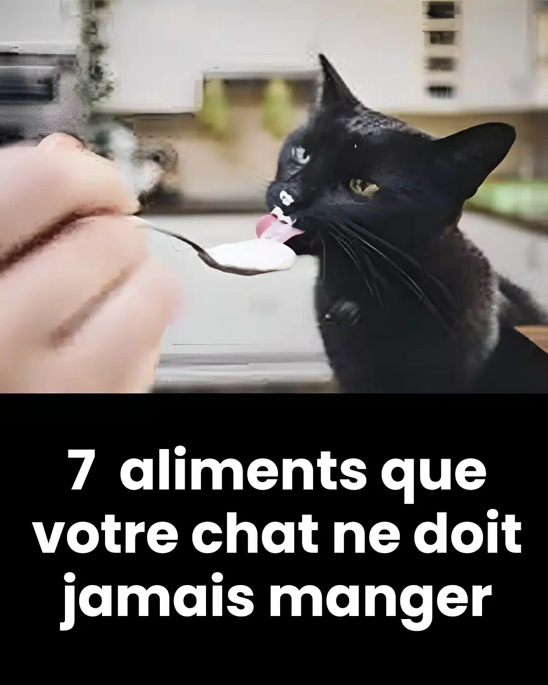 7 aliments que vous ne devez pas donner a votre chat.jpg 1