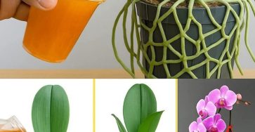 XX470048331 122146694642477614 9126419413019102608 n 1 6