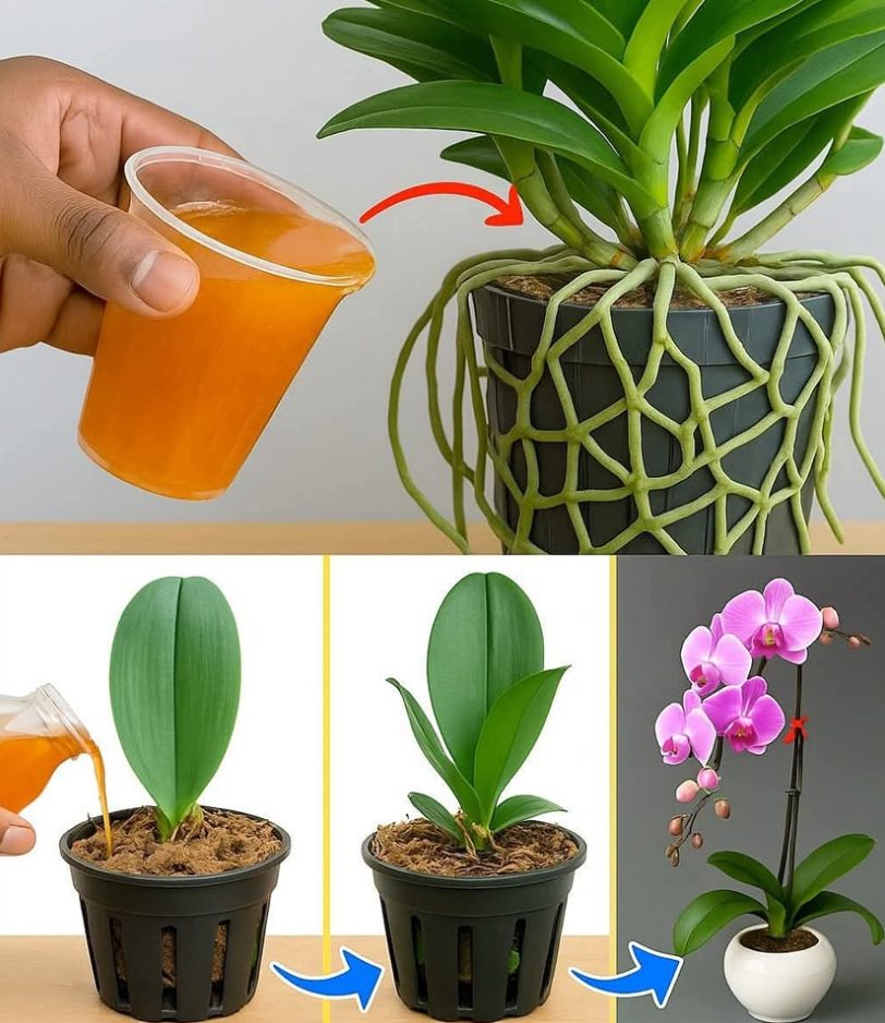 XX470048331 122146694642477614 9126419413019102608 n 1 6