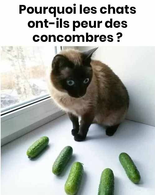 F1d57258 f47d 4f24 b3be de76ff8d4111 (1)