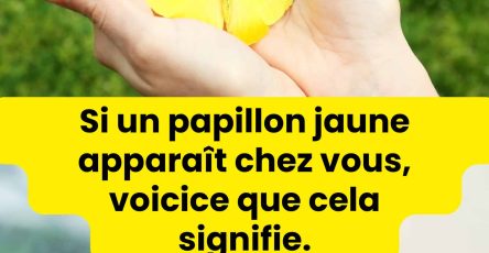 Si un papillon jaune entre chez vous prenez garde cest un signe important qui cherche a vous avertir