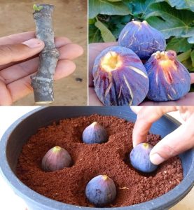 513245685 122170664534560981 5681876511033454715 n