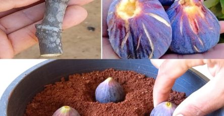 513245685 122170664534560981 5681876511033454715 n