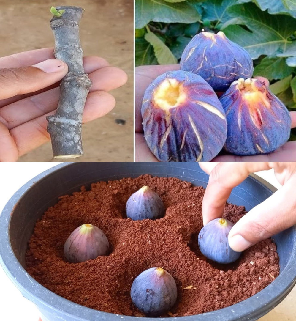 513245685 122170664534560981 5681876511033454715 n