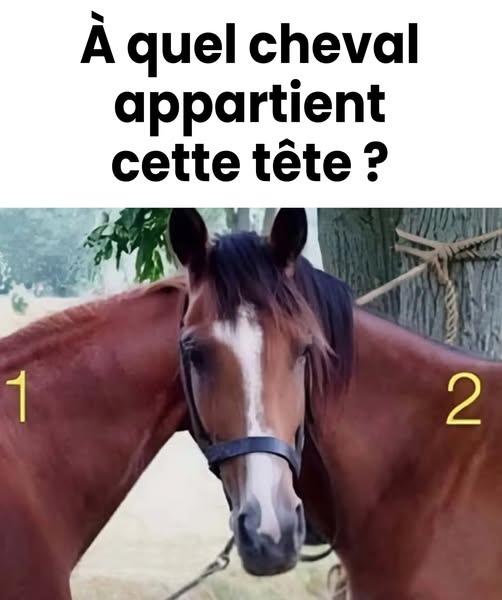 608863206 1633458777638786 53382592216689093 n (1)