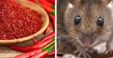 3 astuces pour eloigner les souris de la maison 1024x1024.jpg