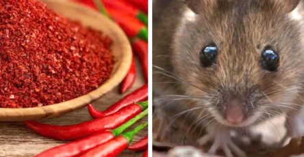 3 astuces pour eloigner les souris de la maison 1024x1024.jpg