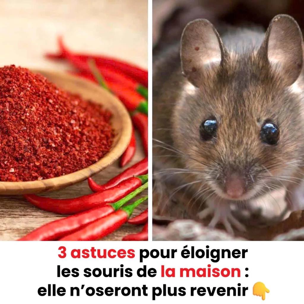 3 astuces pour eloigner les souris de la maison 1024x1024.jpg