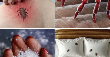 Comment eliminer naturellement les acariens et les punaises de lit de votre matelas.jpg