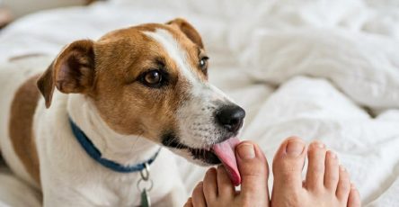Dog licking persons toes