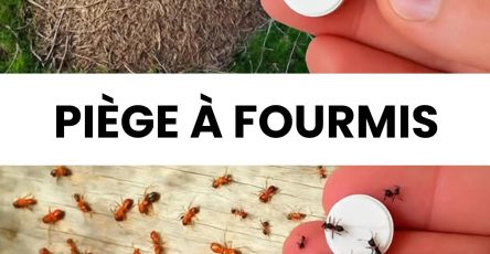 Comment fabriquer un piege a fourmis guide etape par etape pour sen debarrasser definitivement sans pesticides