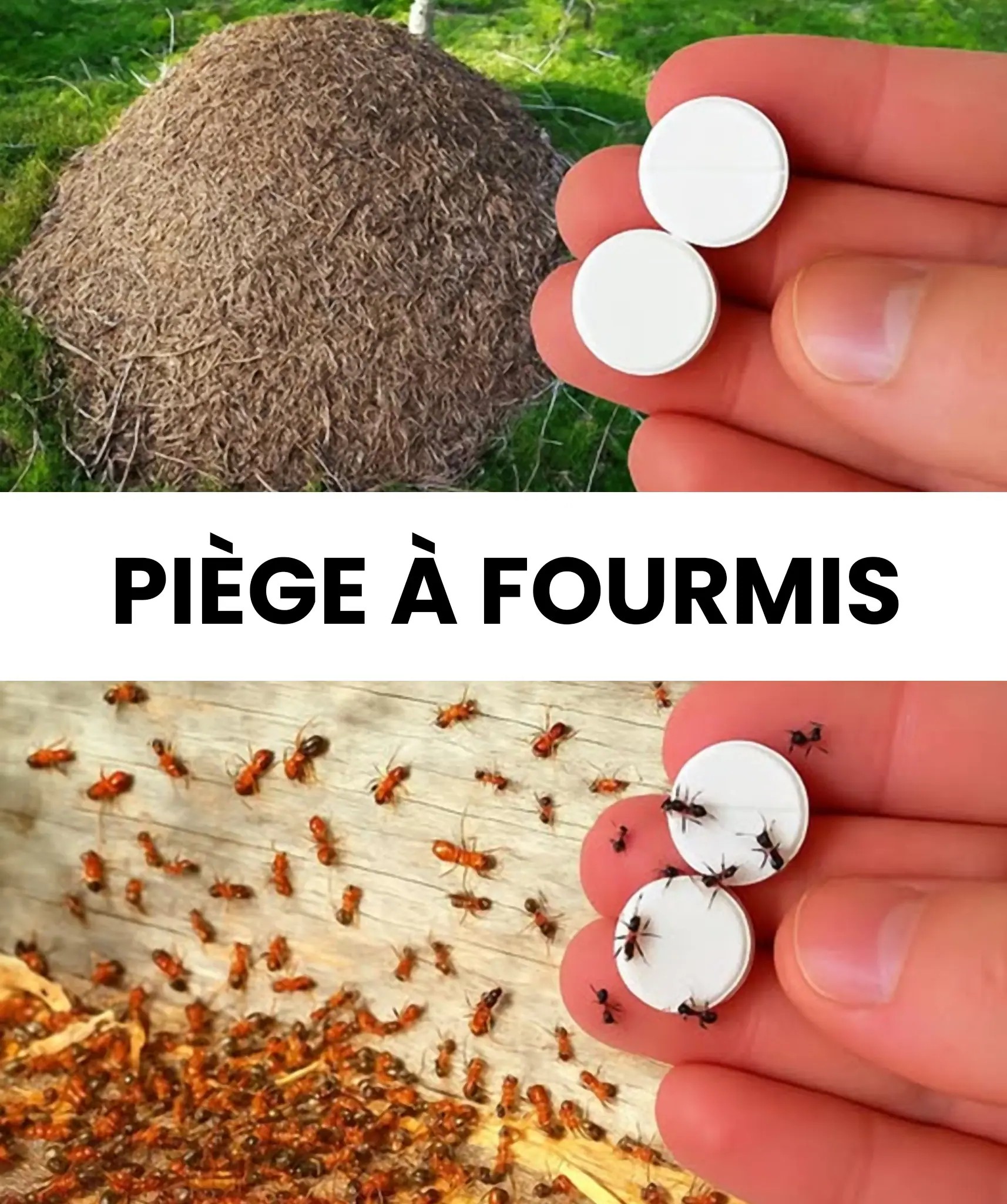Comment fabriquer un piege a fourmis guide etape par etape pour sen debarrasser definitivement sans pesticides